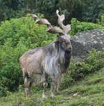 275px-Markhor_Schraubenziege_Capra_falconeri_Zoo_Augsburg-02.jpg